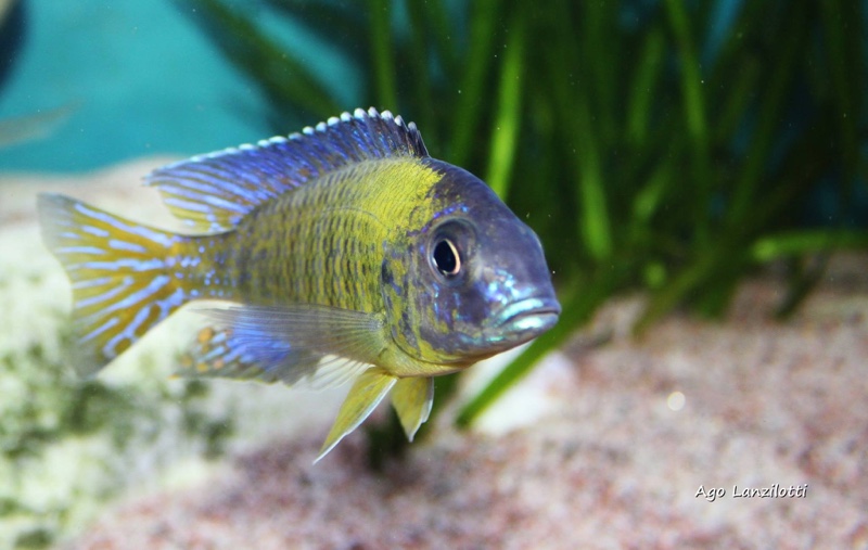 Aulonocara stuartgranti 'Undu Reef'